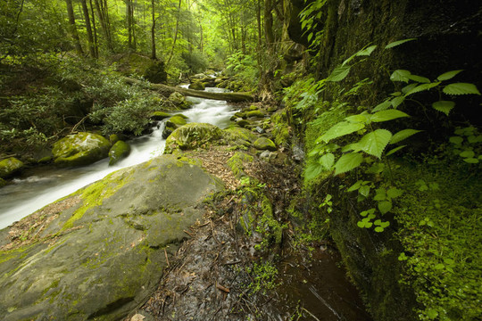 咆哮叉；大煙山脈NP；TN