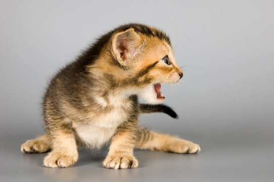 小貓Abyssinian bree