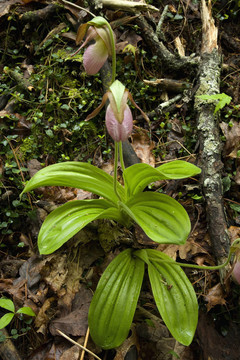 Pink Ladys Slipper；大煙山脈NP；TN