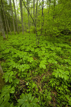 春；Whiteoak Sink；大煙山脈NP；TN