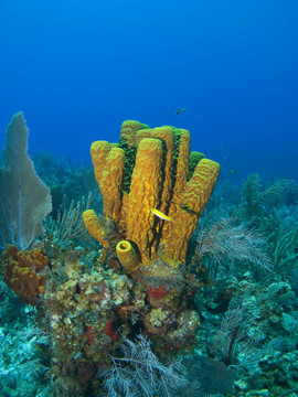 鱷魚島管海綿