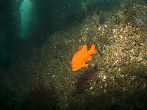 Garibaldi在卡特琳娜的水下公園