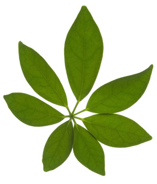 白葉上的綠葉