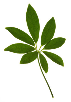 白葉上的綠葉