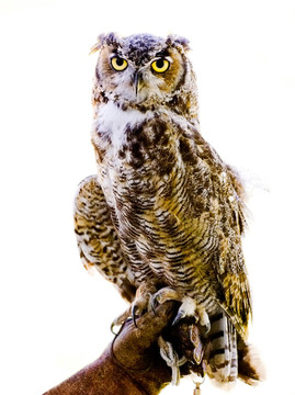 棲息在手套上的貓頭鷹