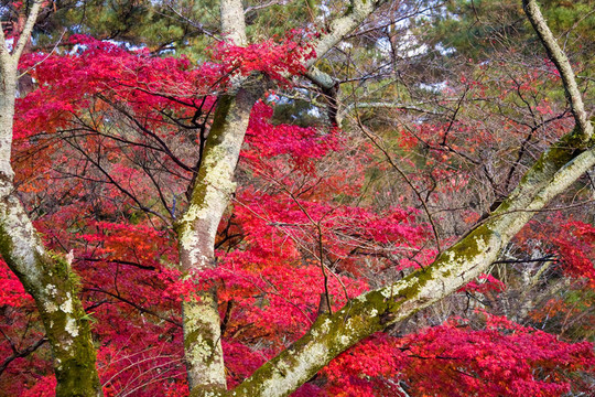 日本的秋天