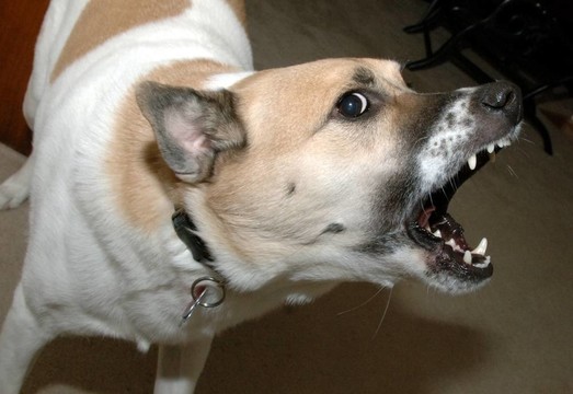 瘋狗