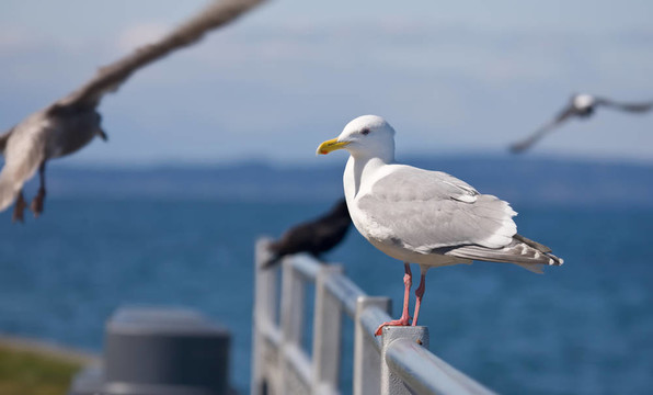 海鷗金屬欄桿
