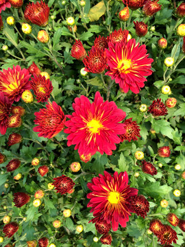 菊花