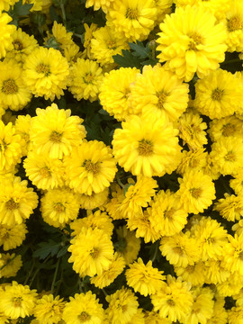菊花