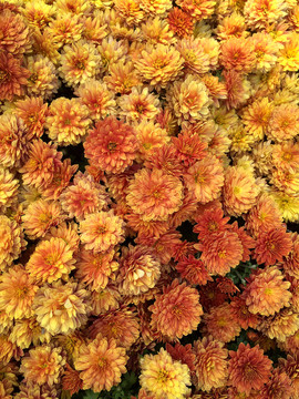 菊花
