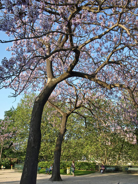 城市公園里的主要樹(shù)木