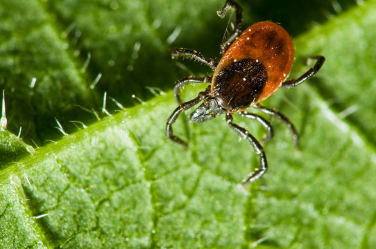 葉上蜱。Ixodes ricinus。