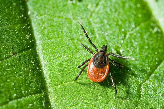 葉上蜱。Ixodes ricinus。
