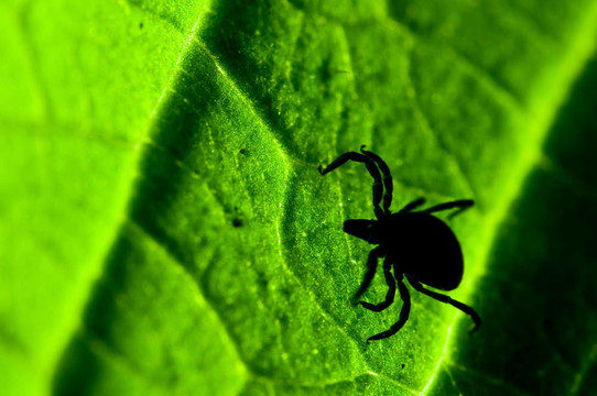葉上蜱。Ixodes ricinus。