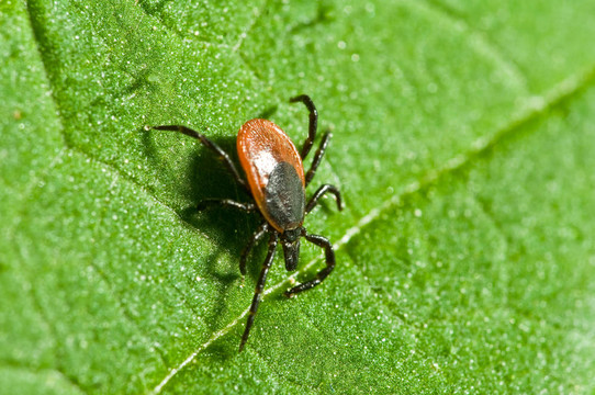 葉上蜱。Ixodes ricinus。