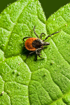 葉上蜱。Ixodes ricinus。