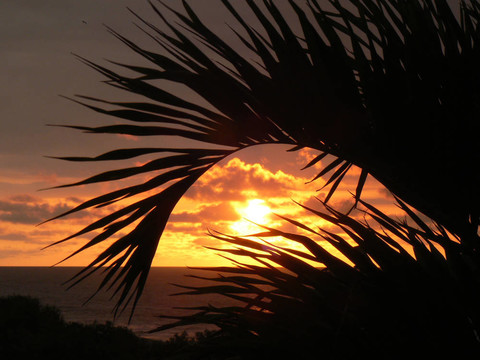 日落Palmeras Tumbes