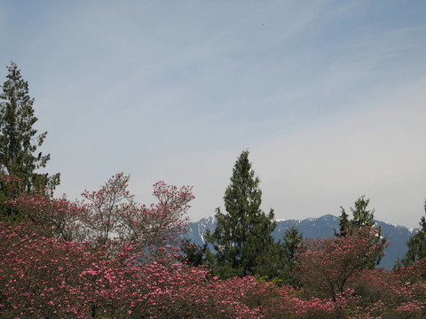 盛開(kāi)的樹(shù)木和山景