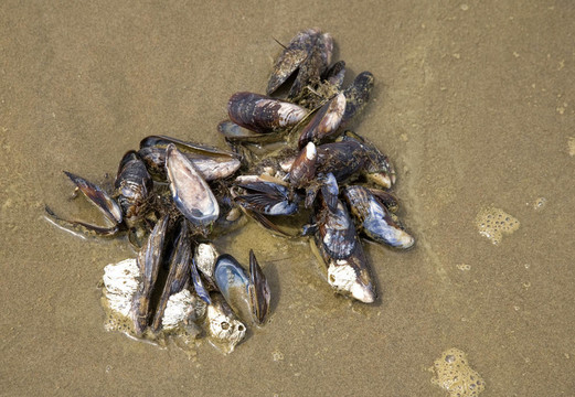 海灘上的貝殼