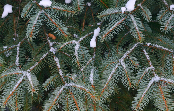 雪；松樹