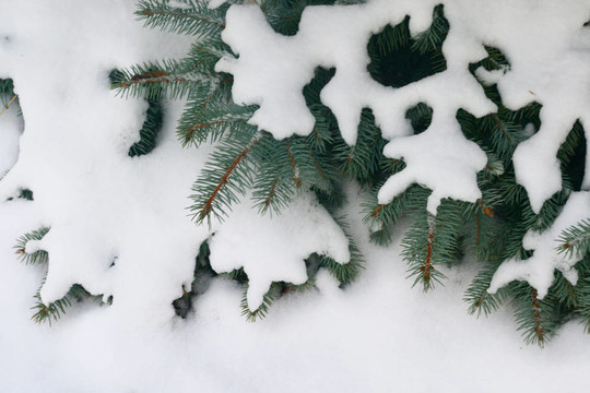 雪；松樹