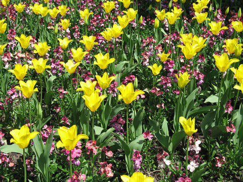 黃色郁金香花園