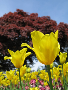 黃色郁金香花園