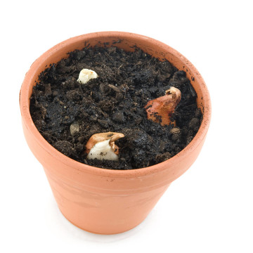與郁金香花波特