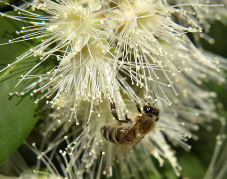 蜜蜂花粉