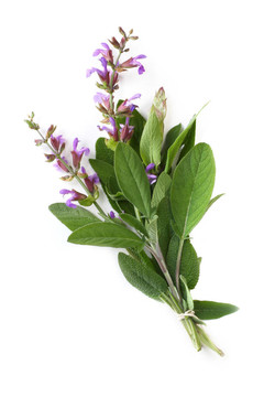 開花的圣人
