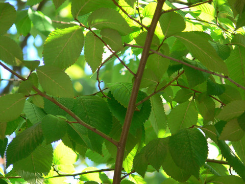 green_leaves