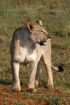 獅子女