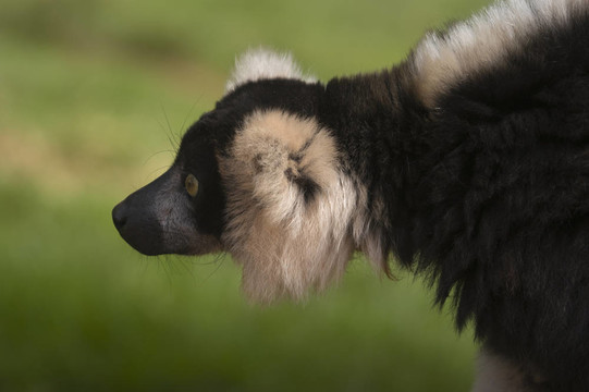 帶Ruffed Lemur