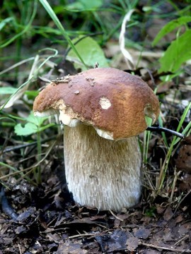 CEP。木蘑菇。