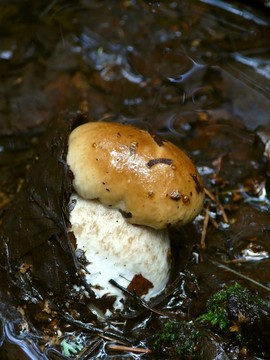 CEP。木蘑菇。