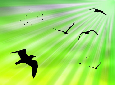 太陽(yáng)鳥(niǎo)