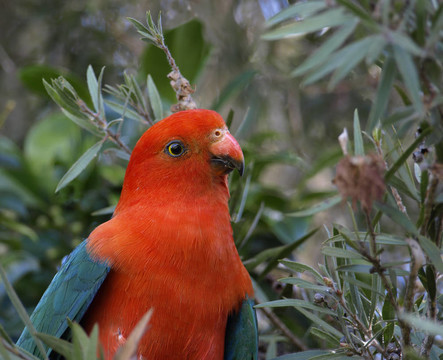 parrot Alisterus scapularis國王