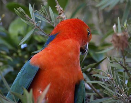 parrot Alisterus scapularis國王