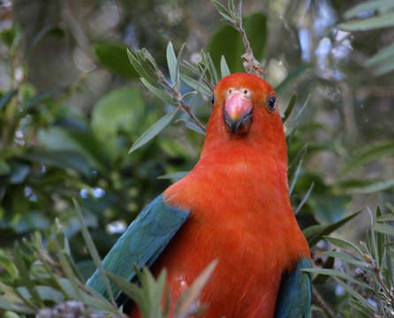 parrot Alisterus scapularis國王