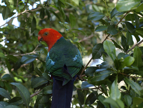 parrot Alisterus scapularis國王
