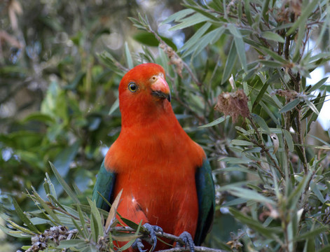 parrot Alisterus scapularis國王