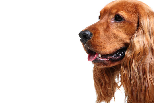 英國可卡犬