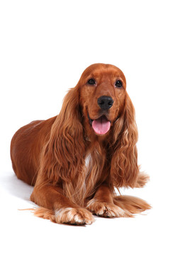 英國可卡犬