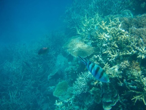 水下的魚