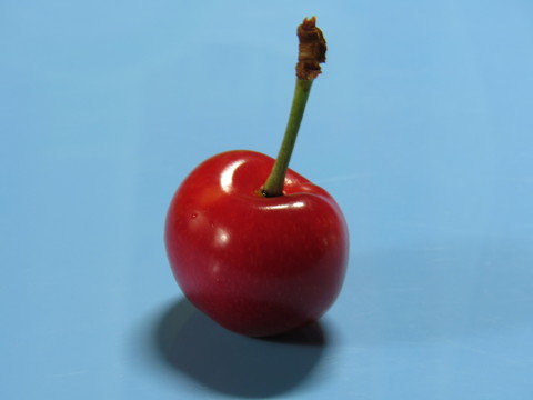 大櫻桃