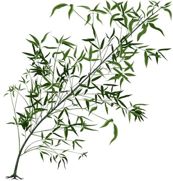 熱帶樹