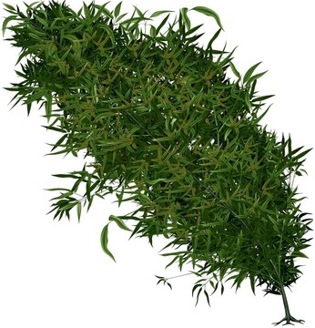 熱帶樹