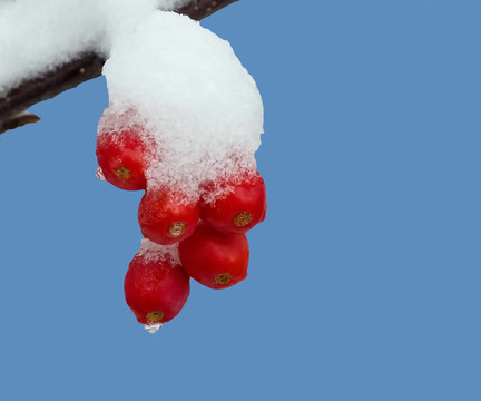 雪中的海棠