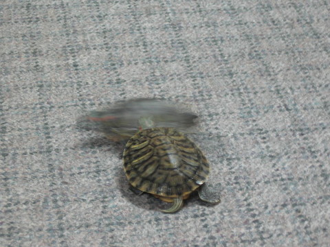 兩個頑皮的海龜